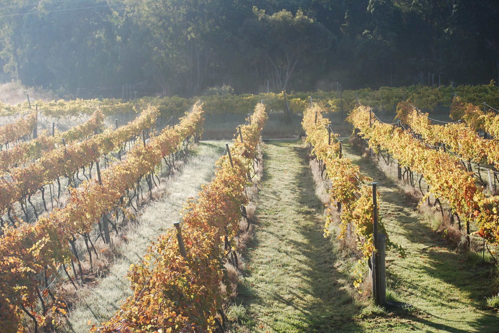 Holiday home Twisted Gum Vineyard Cottage Ballandean