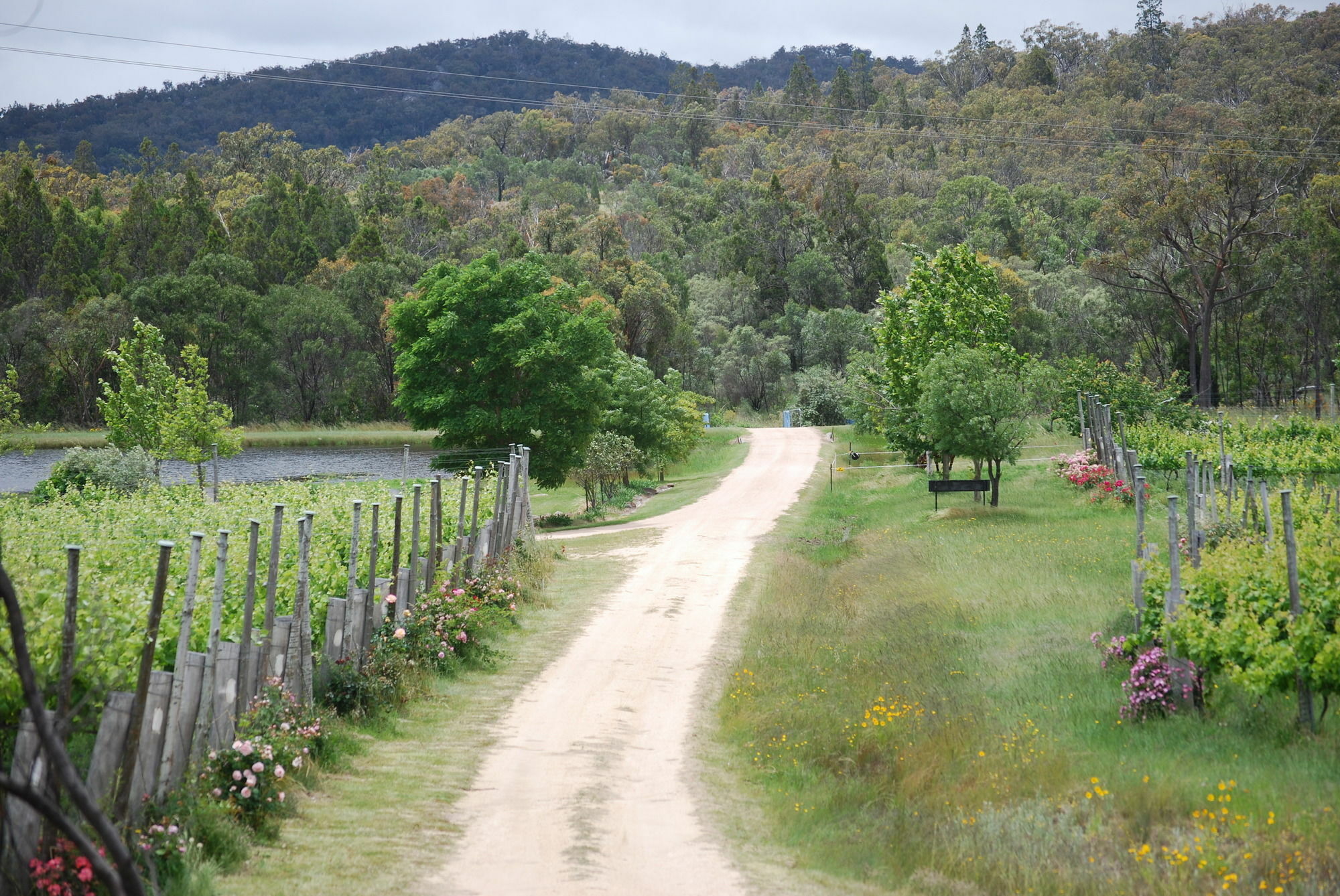Twisted Gum Vineyard Cottage * Ballandean